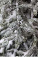 Photo Texture of Frozen Tree 0002